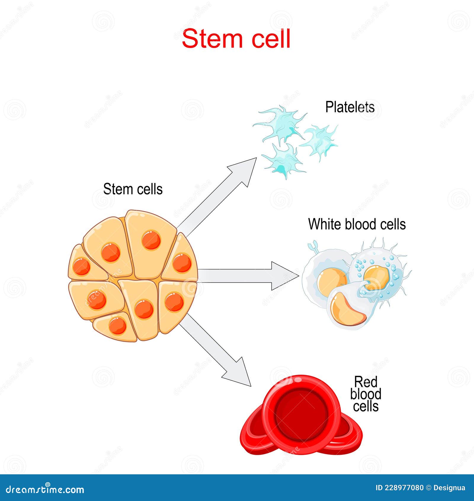 Stem Cells Transplantation and Differentiation Stock Vector