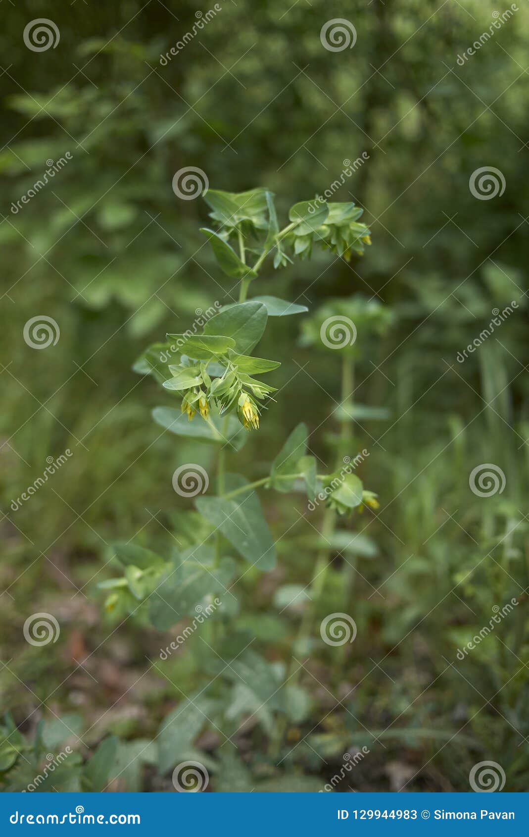 yellow flowers of cerinthe minor