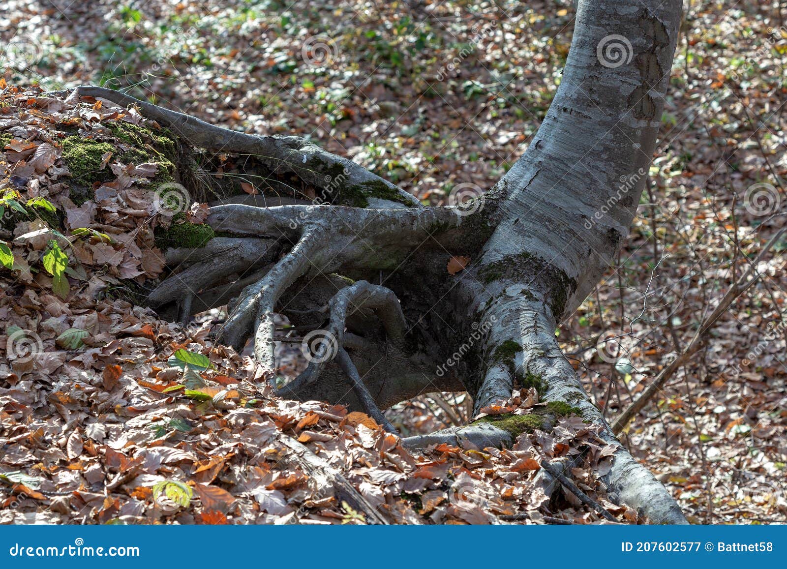 Forest and Its Diseases Damage To Tree Trunks by Various Pests in the