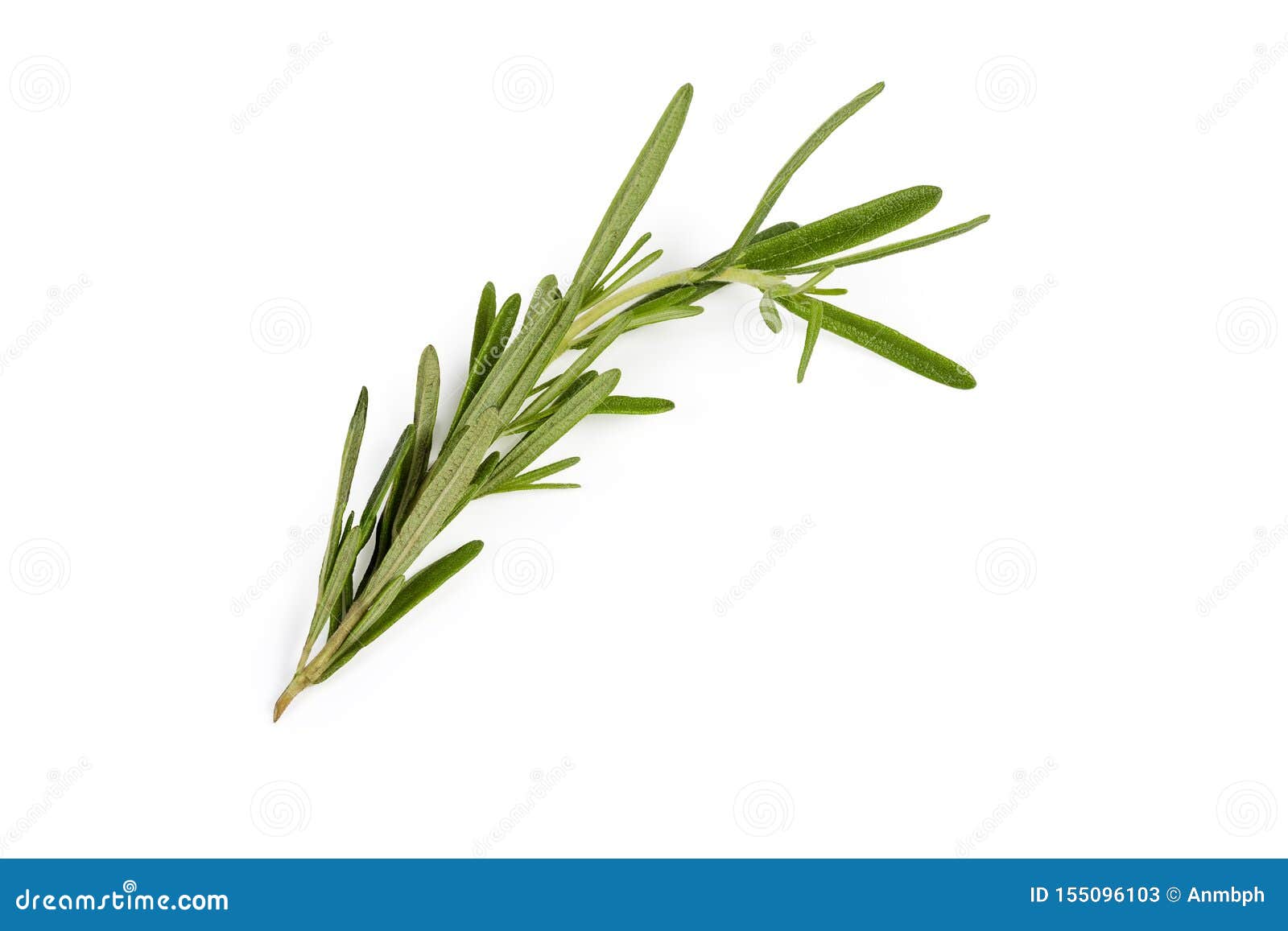 Stem of Fresh Rosemary on a White Background Stock Image Image of