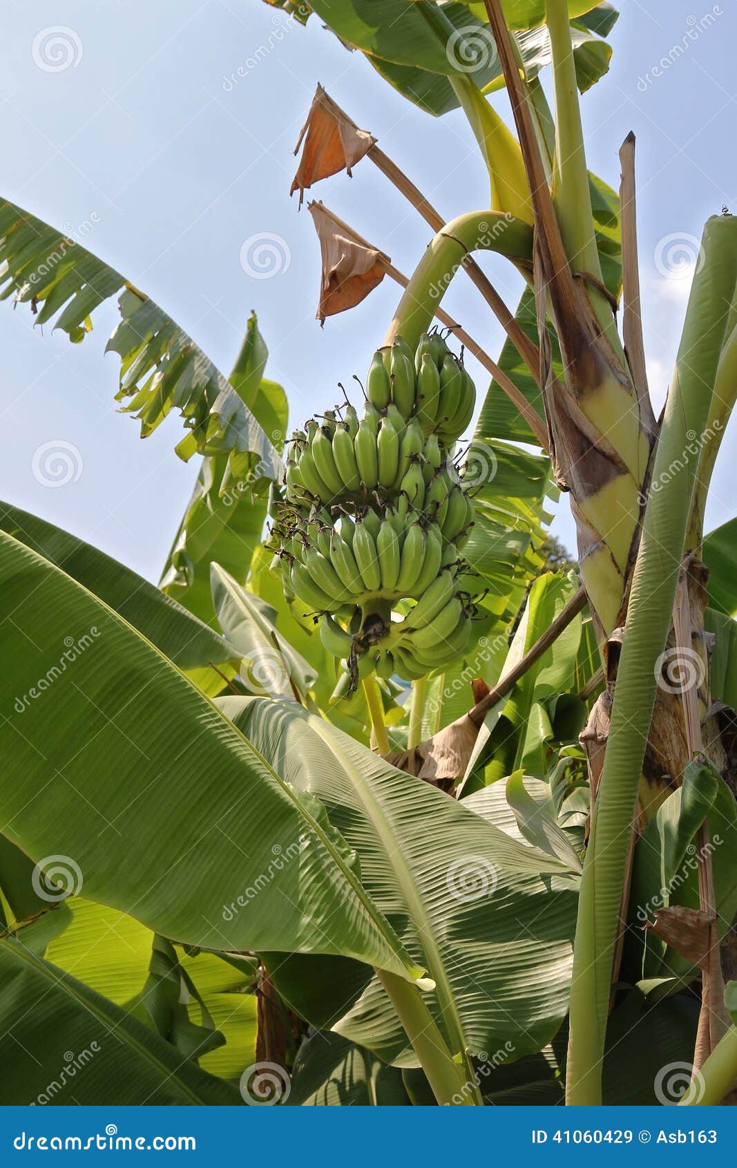 Stem of green bananas stock image. Image of nutritive 41060429