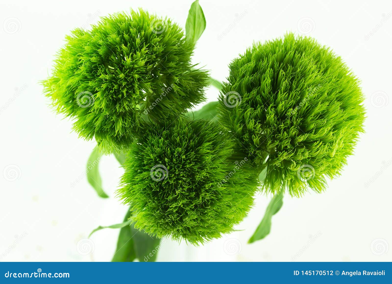 Green carnations Trick stock photo. Image of nature 145170512