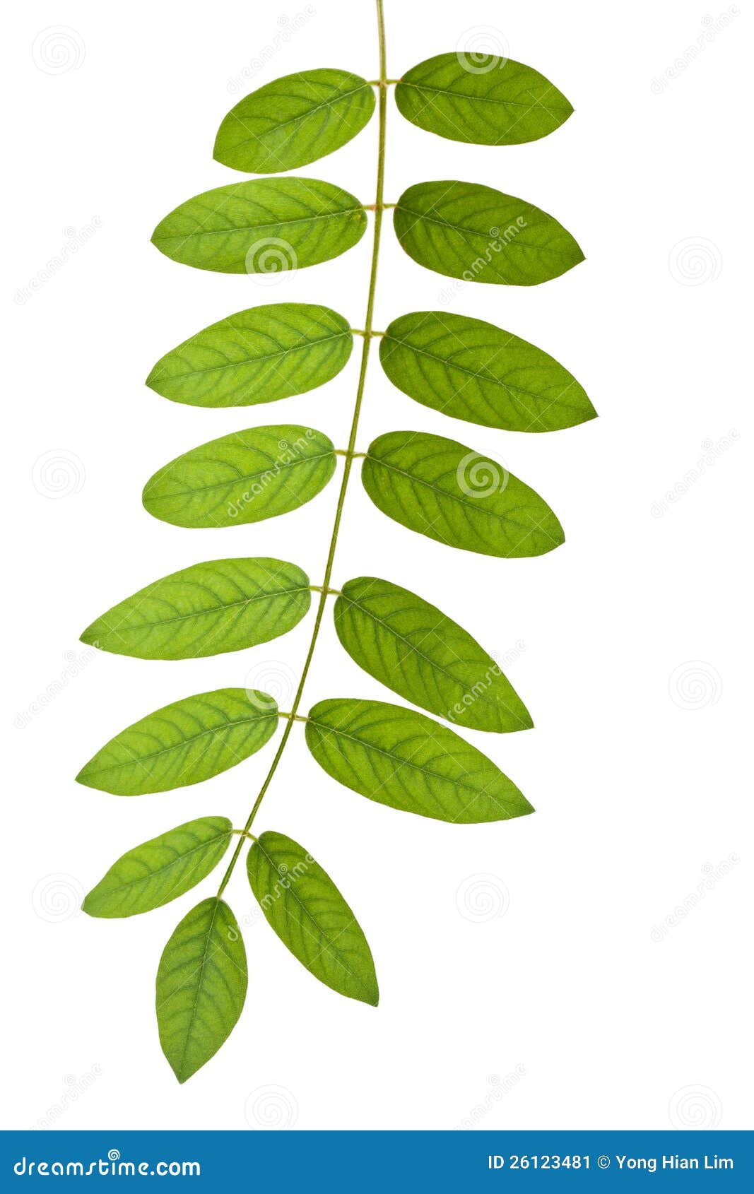Stem with green leaves stock image. Image of stalk, foliage - 26123481