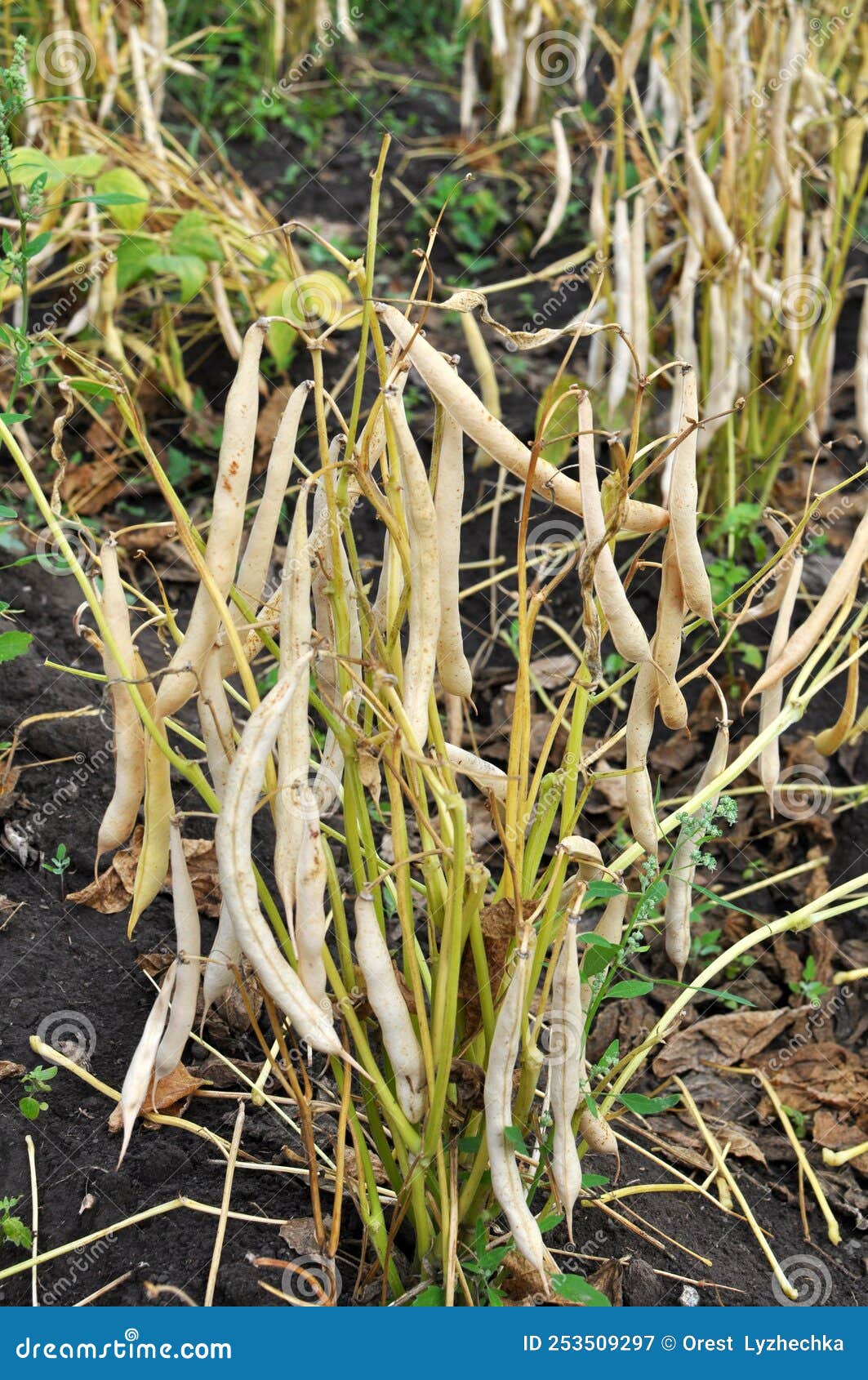 On the Stem of Haricot Beans, Phaseolus Ripe Pods Stock Image Image of garden, healthy 253509297