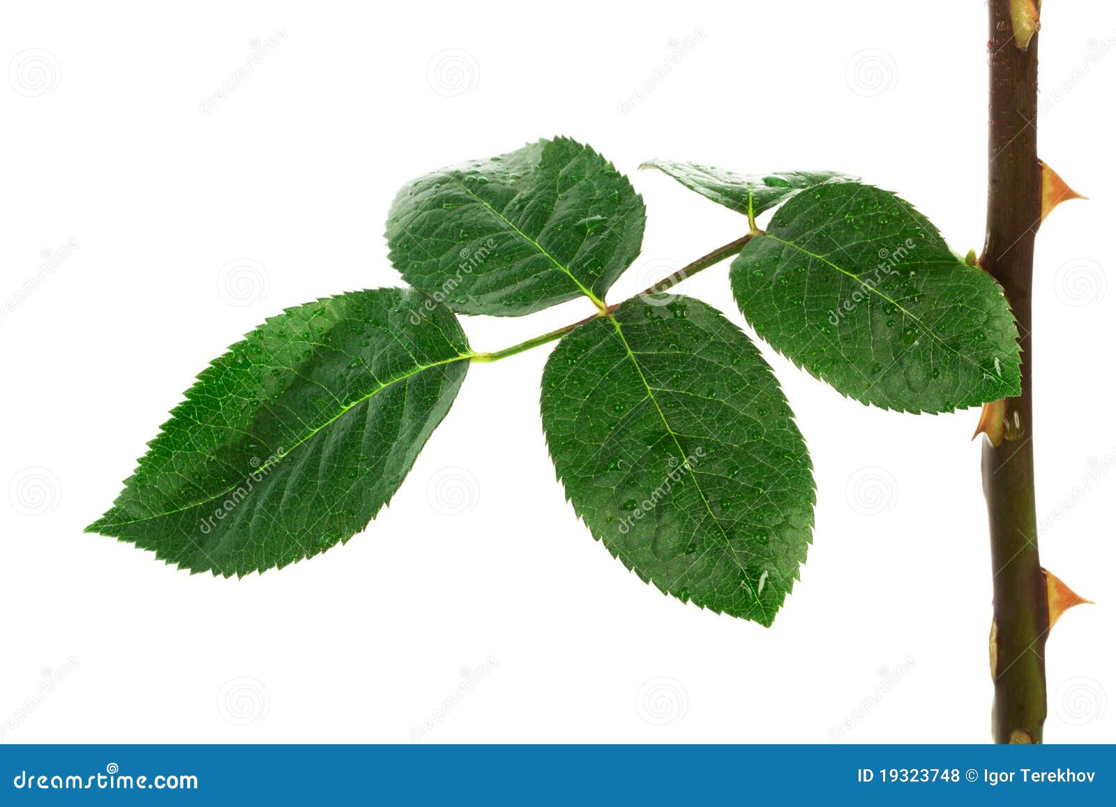 Stem and leaf roses stock photo. Image of leaf, horizontal 19323748