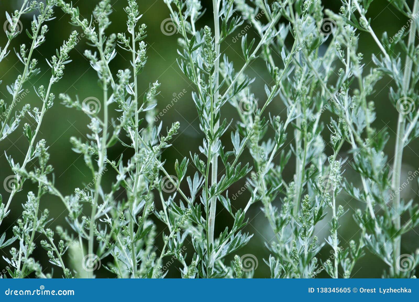 Stem and Leaves of Wormwood Bitter Stock Image Image of absinthium
