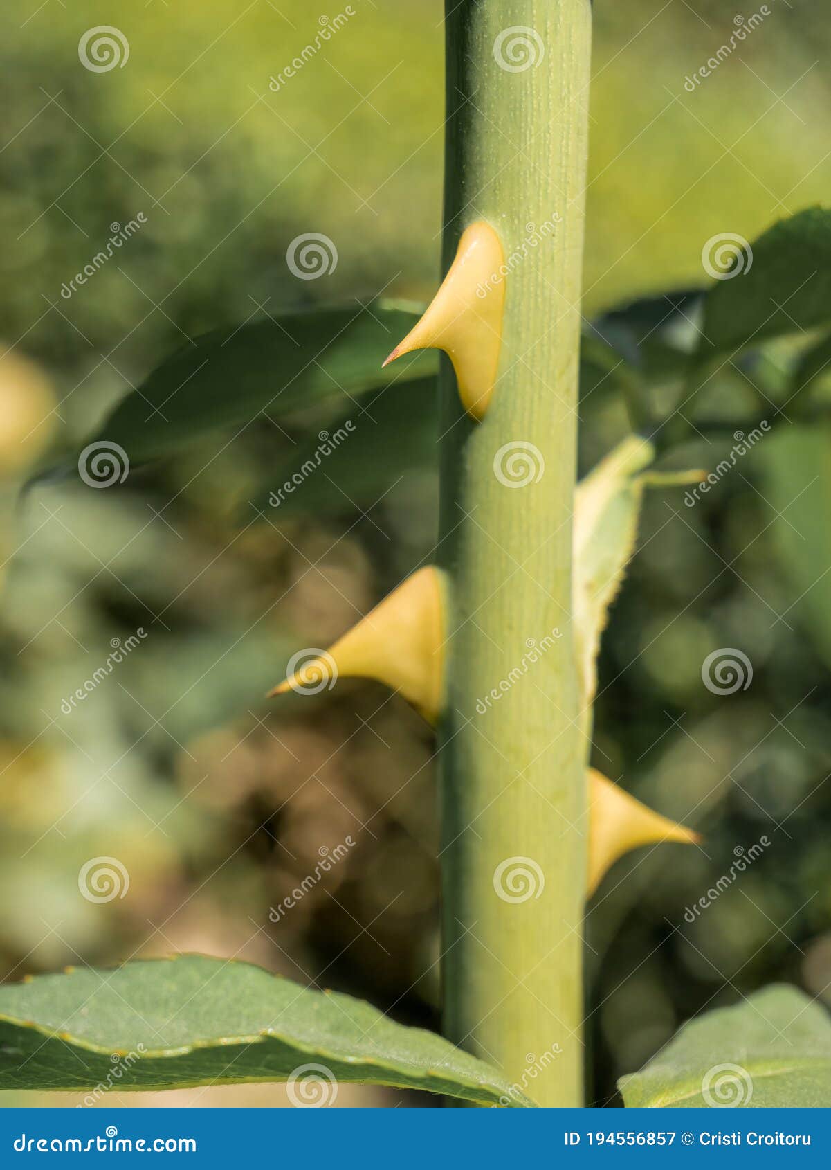 Stem of Rose Bush with Thorns and Green Leaves on Blurred Background