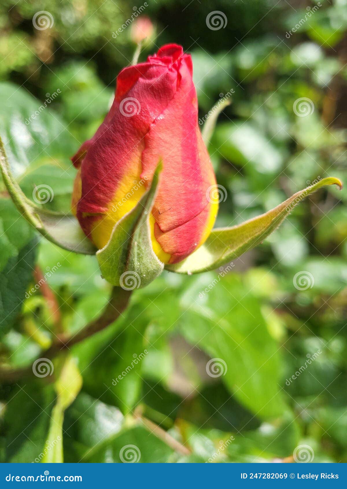 A Stem of a Single Red and Yellow Rose Stock Image Image of stem