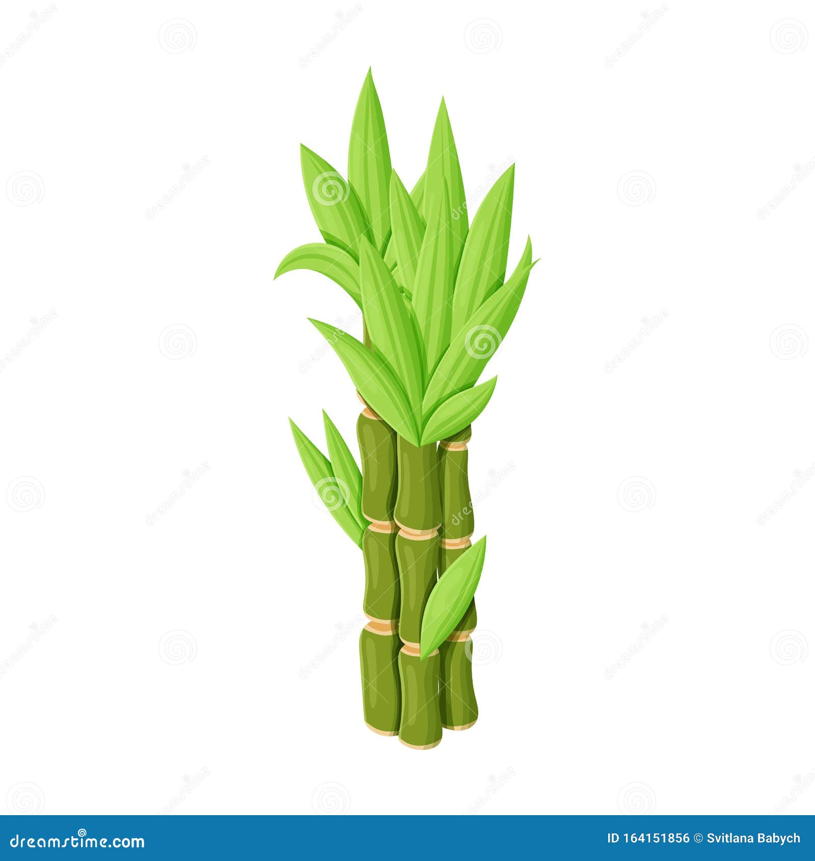Stem of Sugar Cane Vector Vector Icon Isolated on White Background Stem of Sugar Cane . Stock Vector - Illustration of plant, industry: 164151856 Stem of Sugar Cane Vector Vector Icon Isolated on White Background Stem of Sugar Cane . Stock Vector - Illustration of plant, industry: 164151856