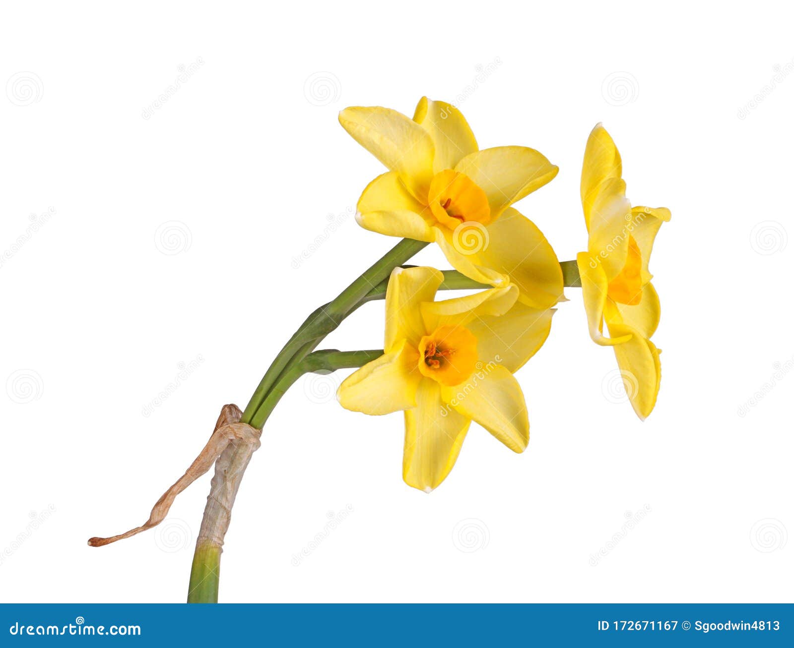 stem with three flowers of a yellow daffodil cultivar 