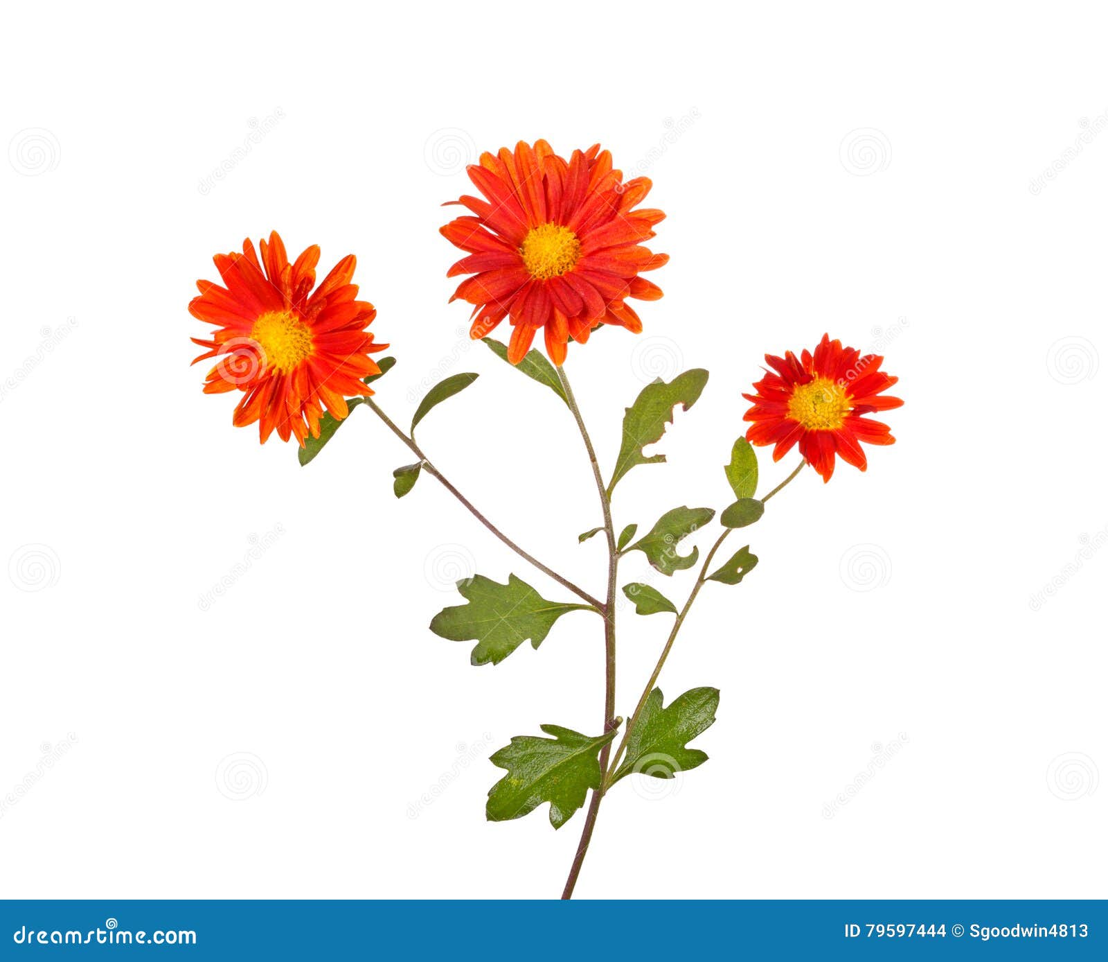 Stem with Three Orange Flowers of Hardy Chrysanthemum Isolated Stock ...