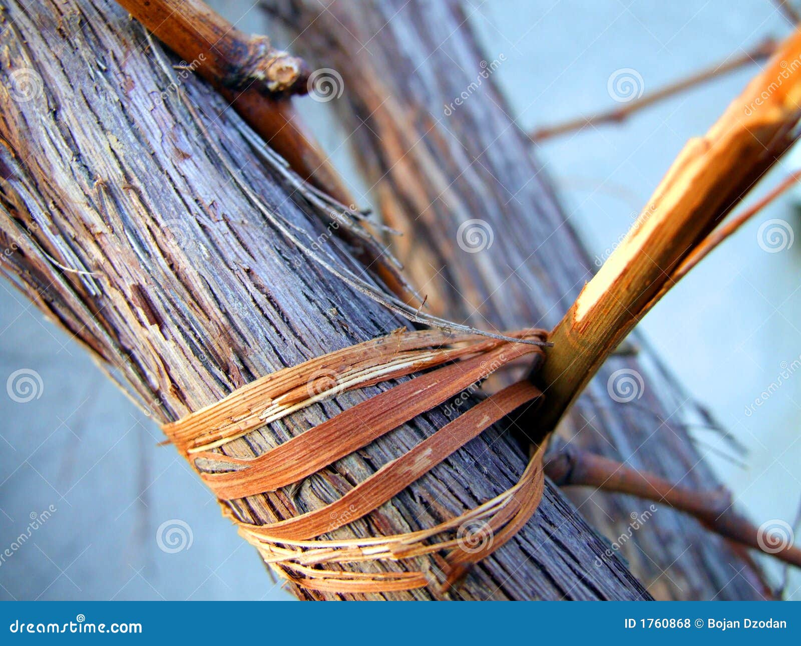 Stem of vine stock photo. Image of vegetable, tree, wood - 1760868
