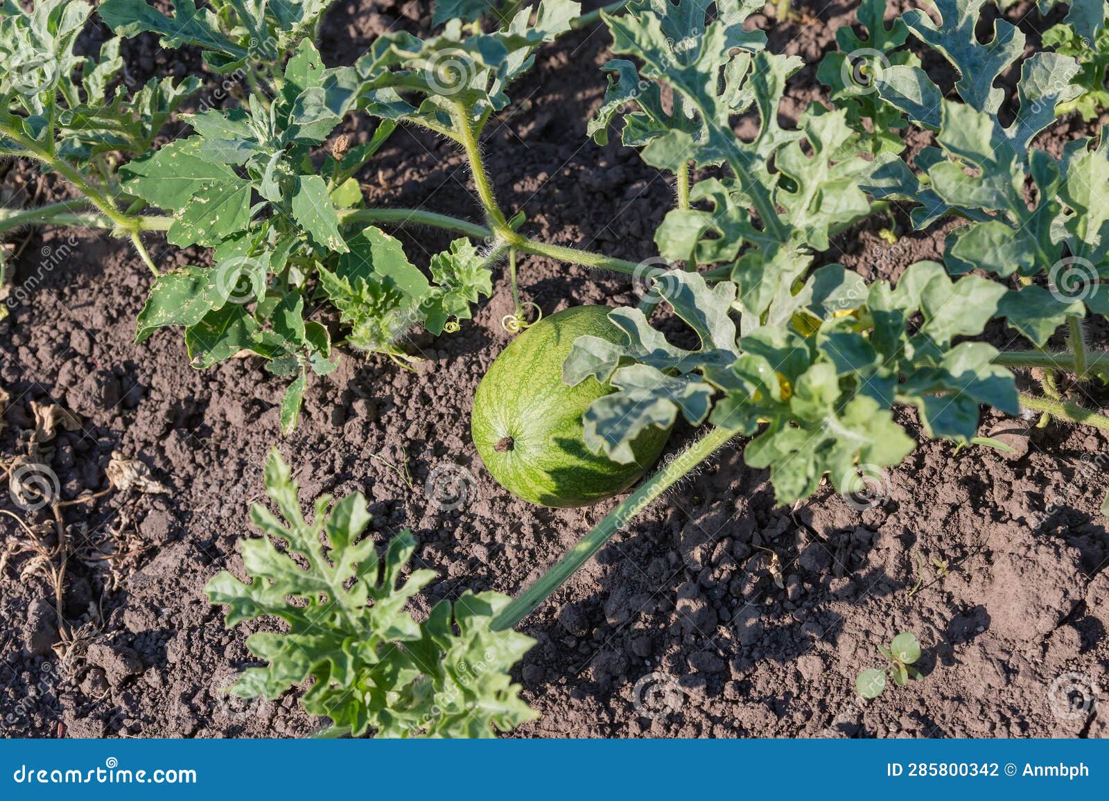 Stem of Watermelon with Leaves and Young Fruit Against Soil Stock Photo Image of agriculture