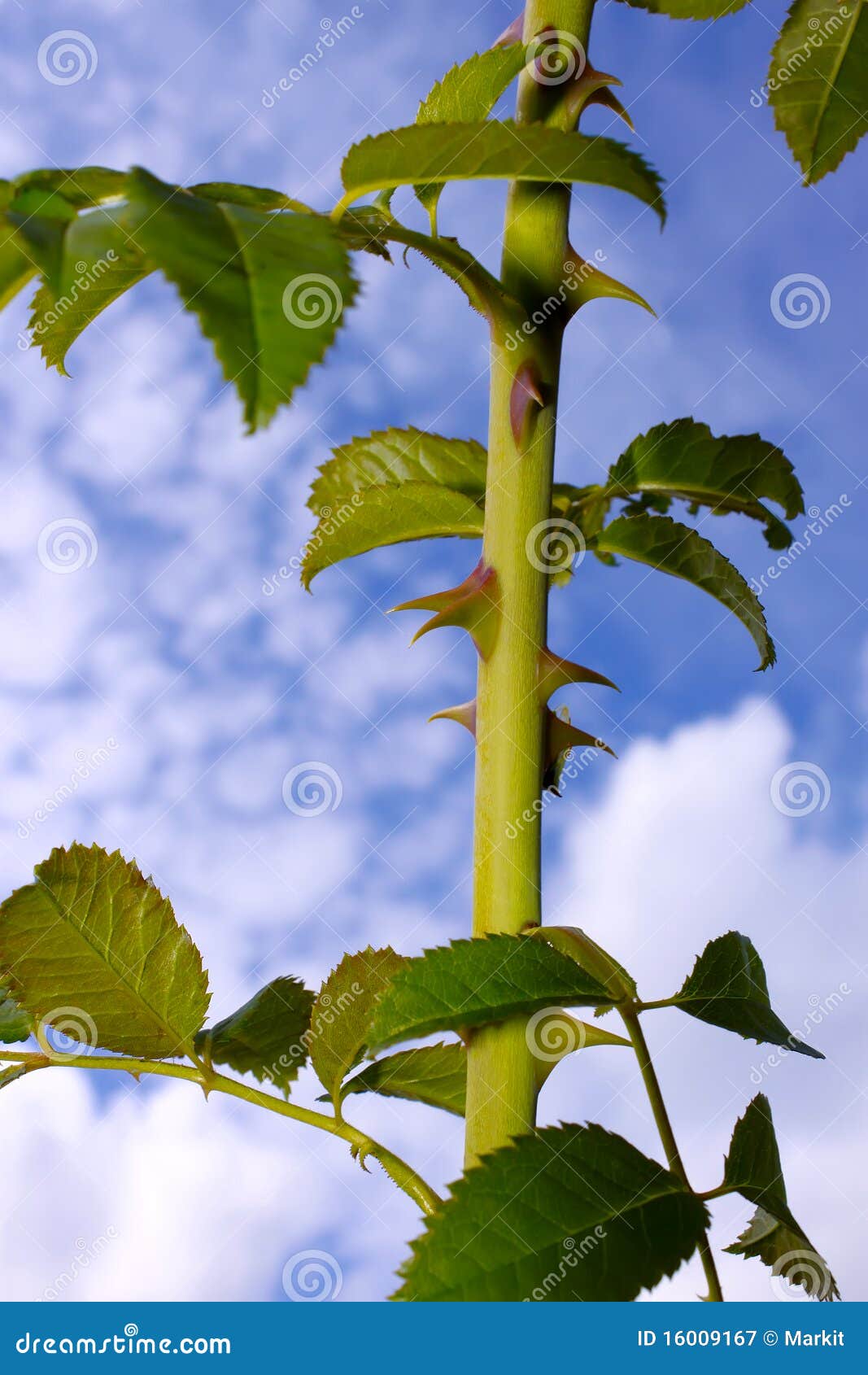 The Stem of Wild Rose with Thorns Stock Image Image of thorn, close