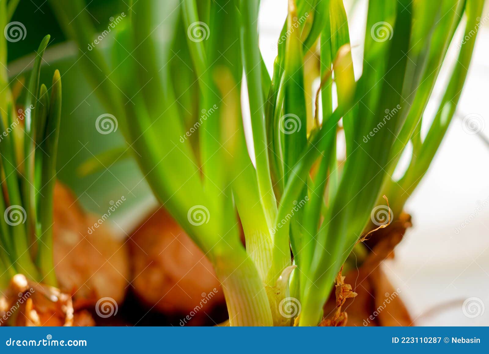 Stems of Green Onions, Slightly Yellowing, Drying Up Closeup Stock