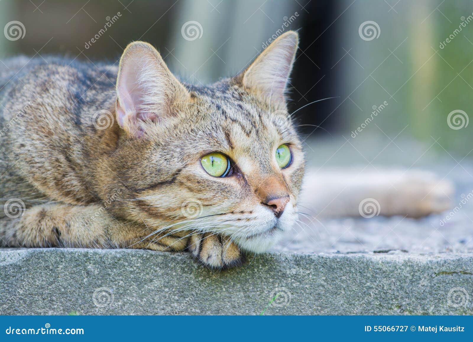 Stenditura del gatto marrone. Ponendo gatto marrone su una passeggiata laterale