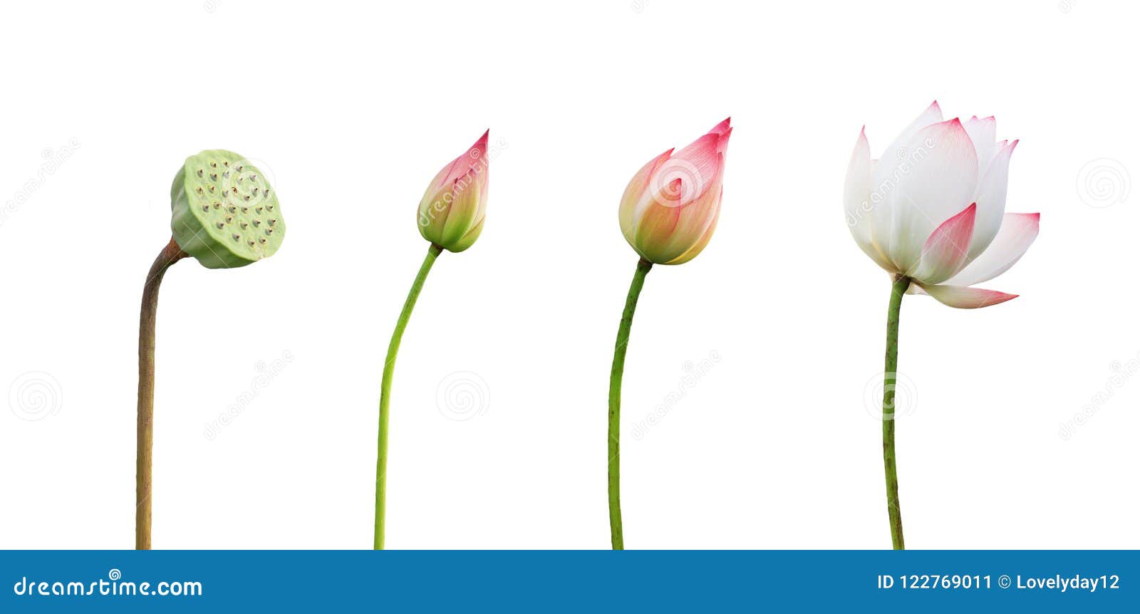 Step Growing Lotus Flower Isolate on White Stock Image Image of