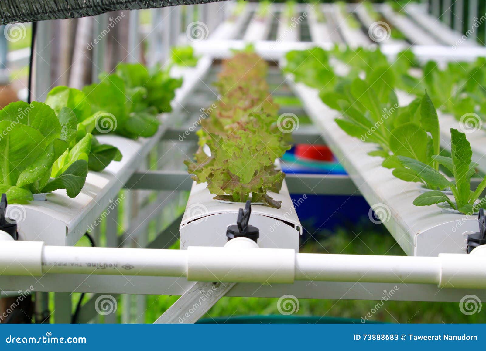 the step set grown vegetable hydroponic and how to grow carefully.