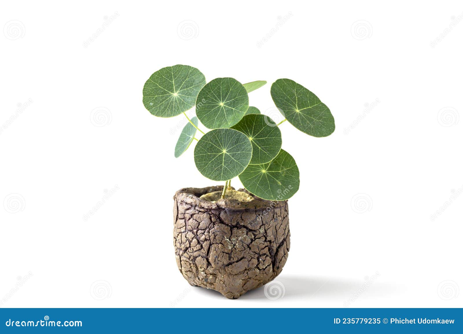 stephania erecta plant in clay pot on white background