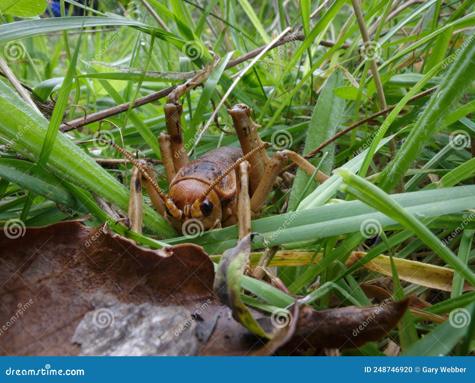 stephens island weta or cook strait giant weta on maud island. endemic to new zealand