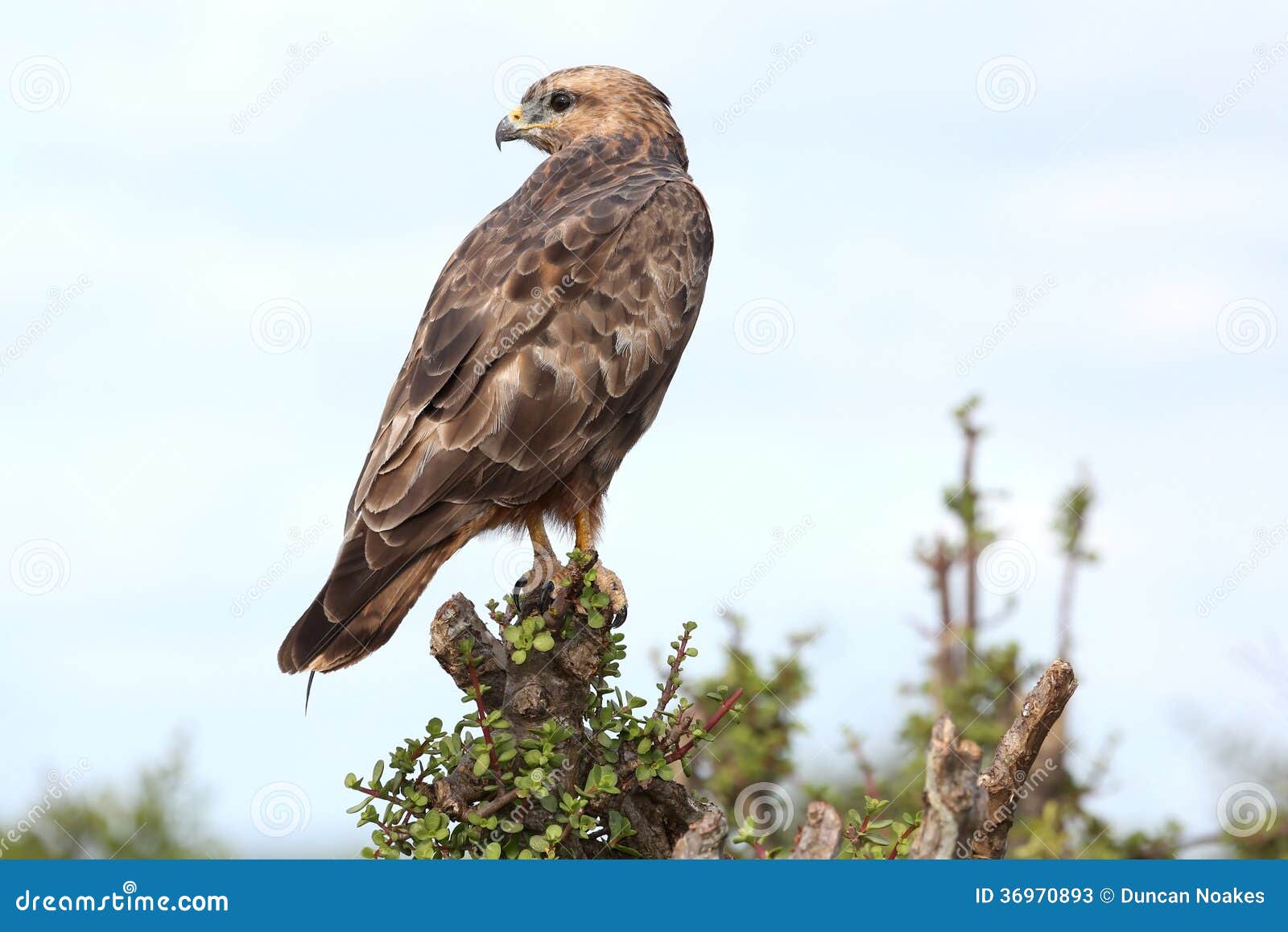 Steppe Buzzard Bird Of Prey Stock Photos - Image: 36970893