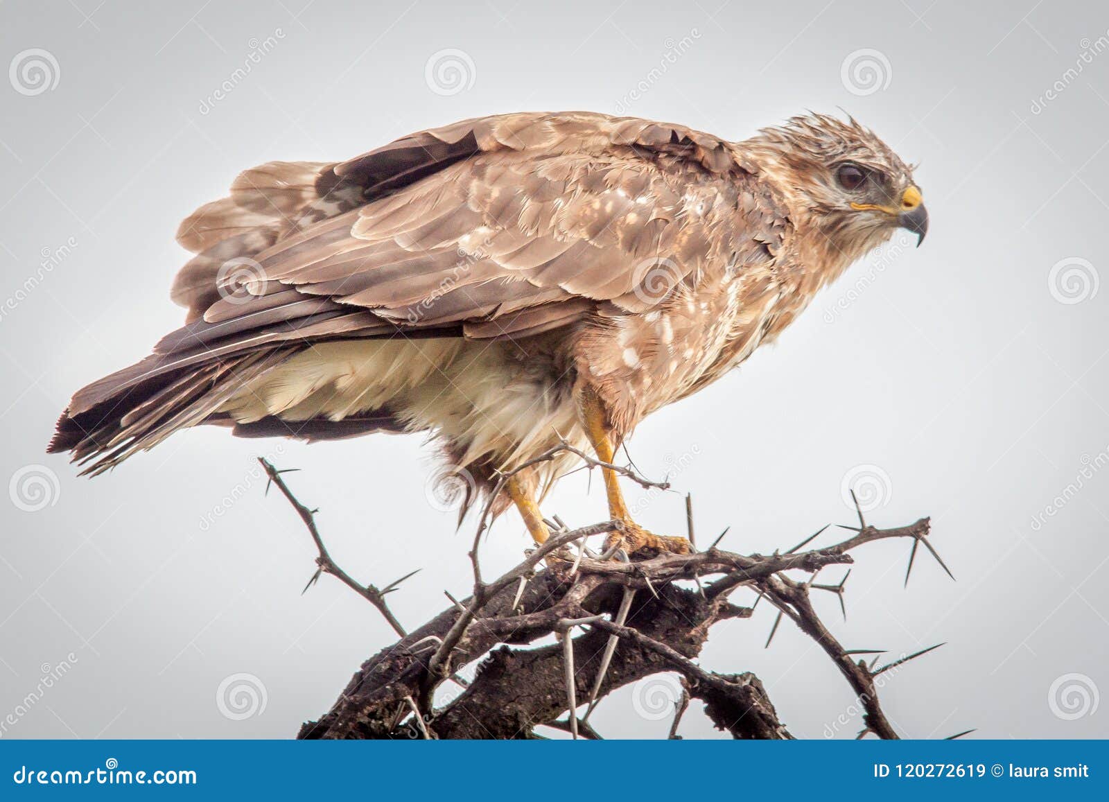 Steppe Buzzard in a Thorn Tree Stock Image - Image of thorn, feathers ...