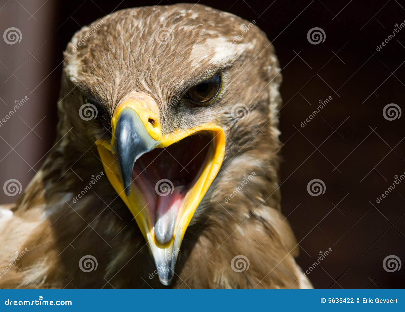 steppe eagle