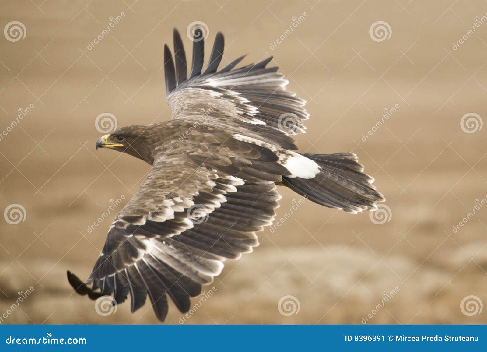 the steppe eagle
