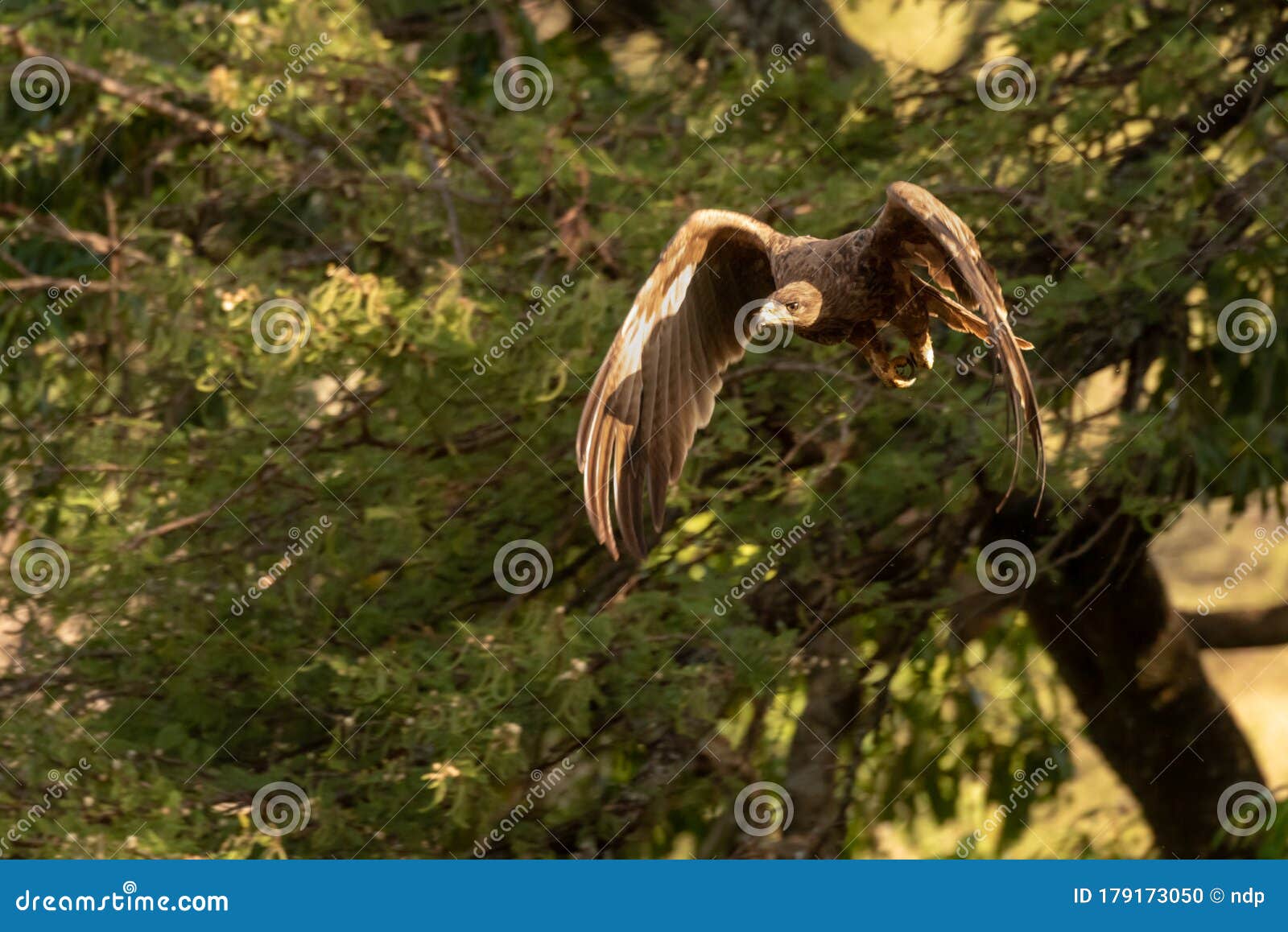 steppe eagle with catchlight flying from tree