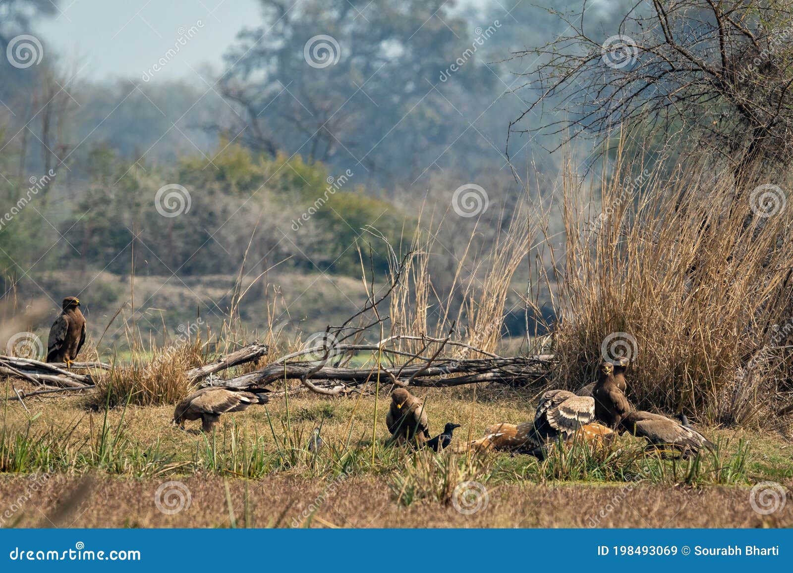 Steppe Eagle Flock Feeding on Spotted or Axis Deer Kill. Action Scene of  Group of Animals at Keoladeo Ghana National Park or Stock Image - Image of  chital, contact: 198493069