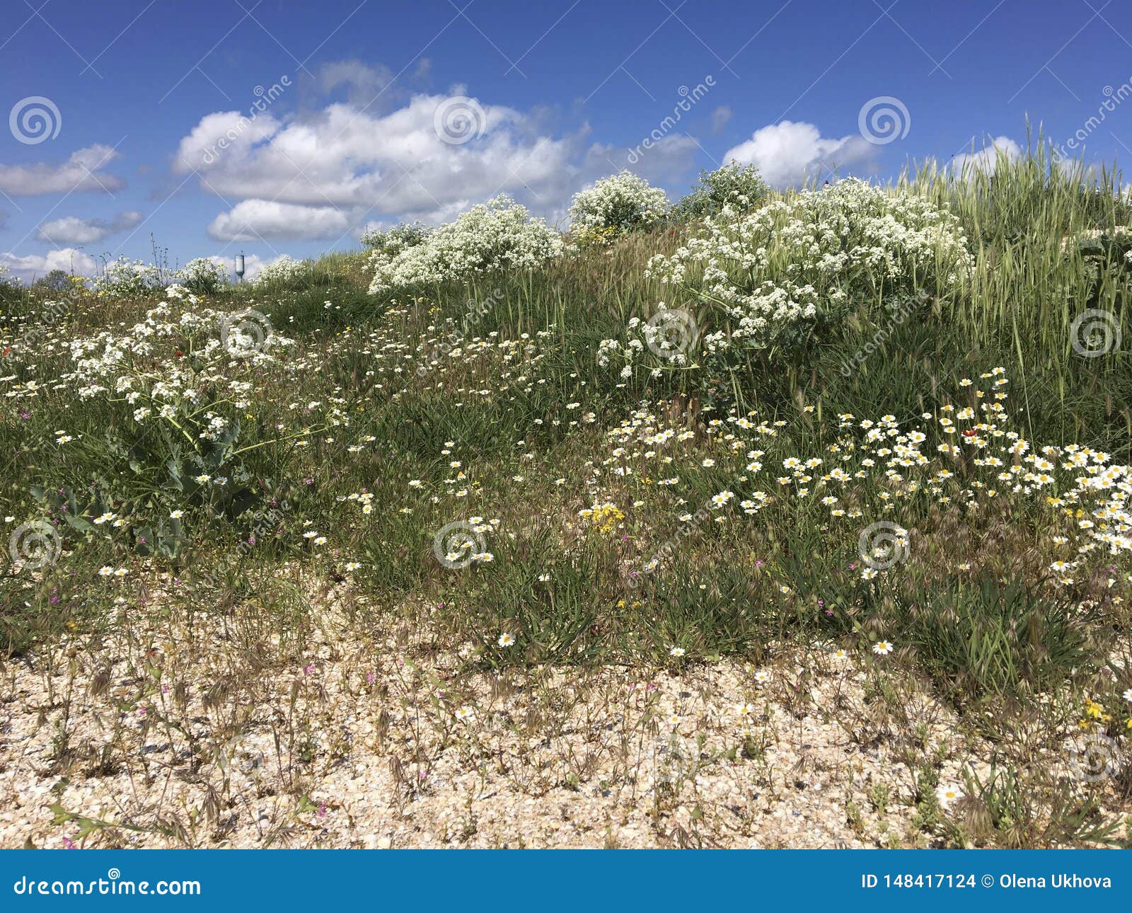 Steppe in Spring. Blue Sky, Steppe Grass and Flowers Close Up. Natural