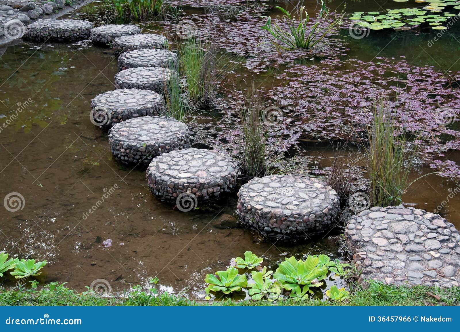 stepping stone in garden