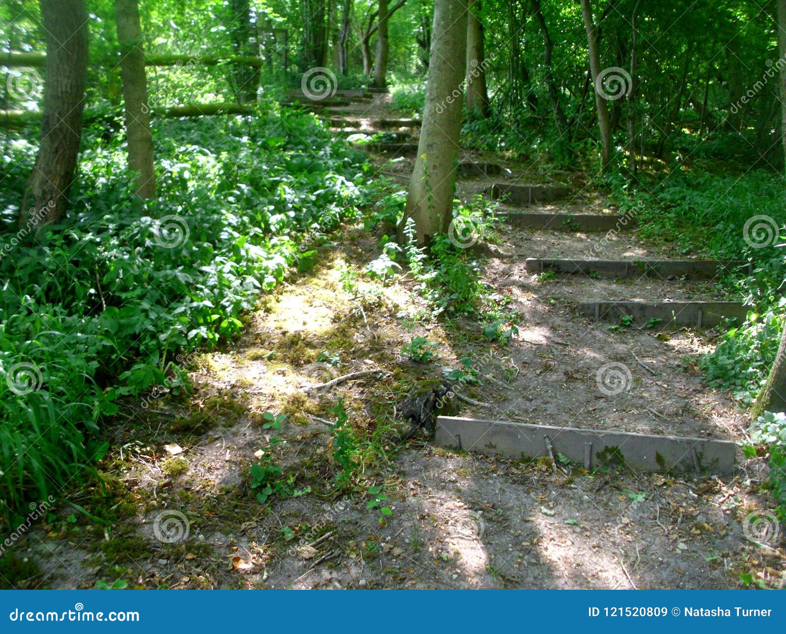 Curved Steps Lead To Nowhere Stock Image Image of forest, fantasy 121520809