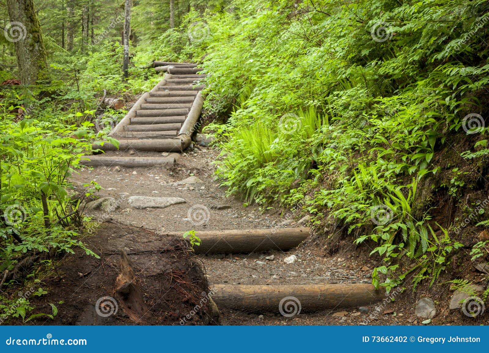 Steps on a path in woods. stock photo. Image of steps 73662402