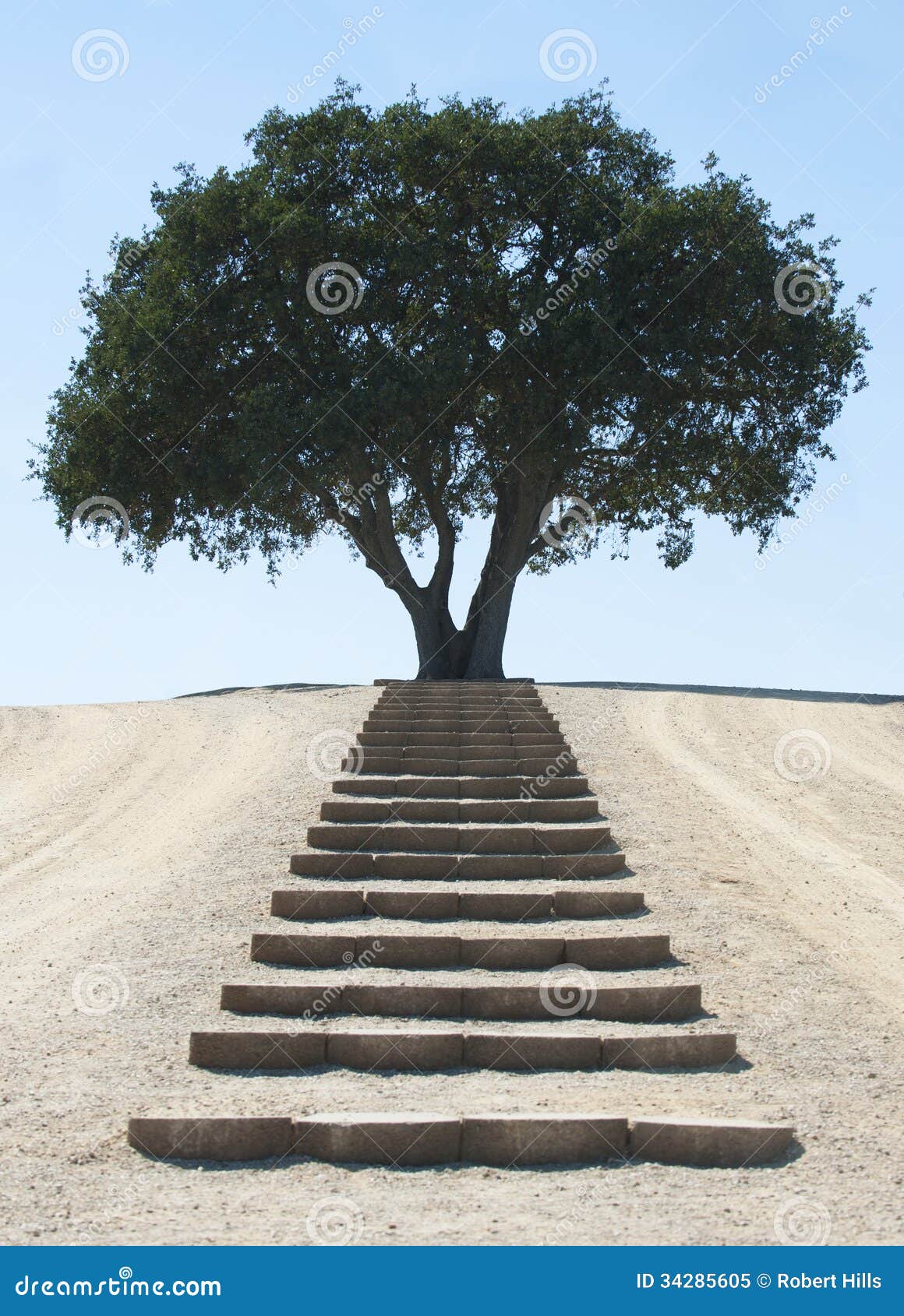 steps to serene tree