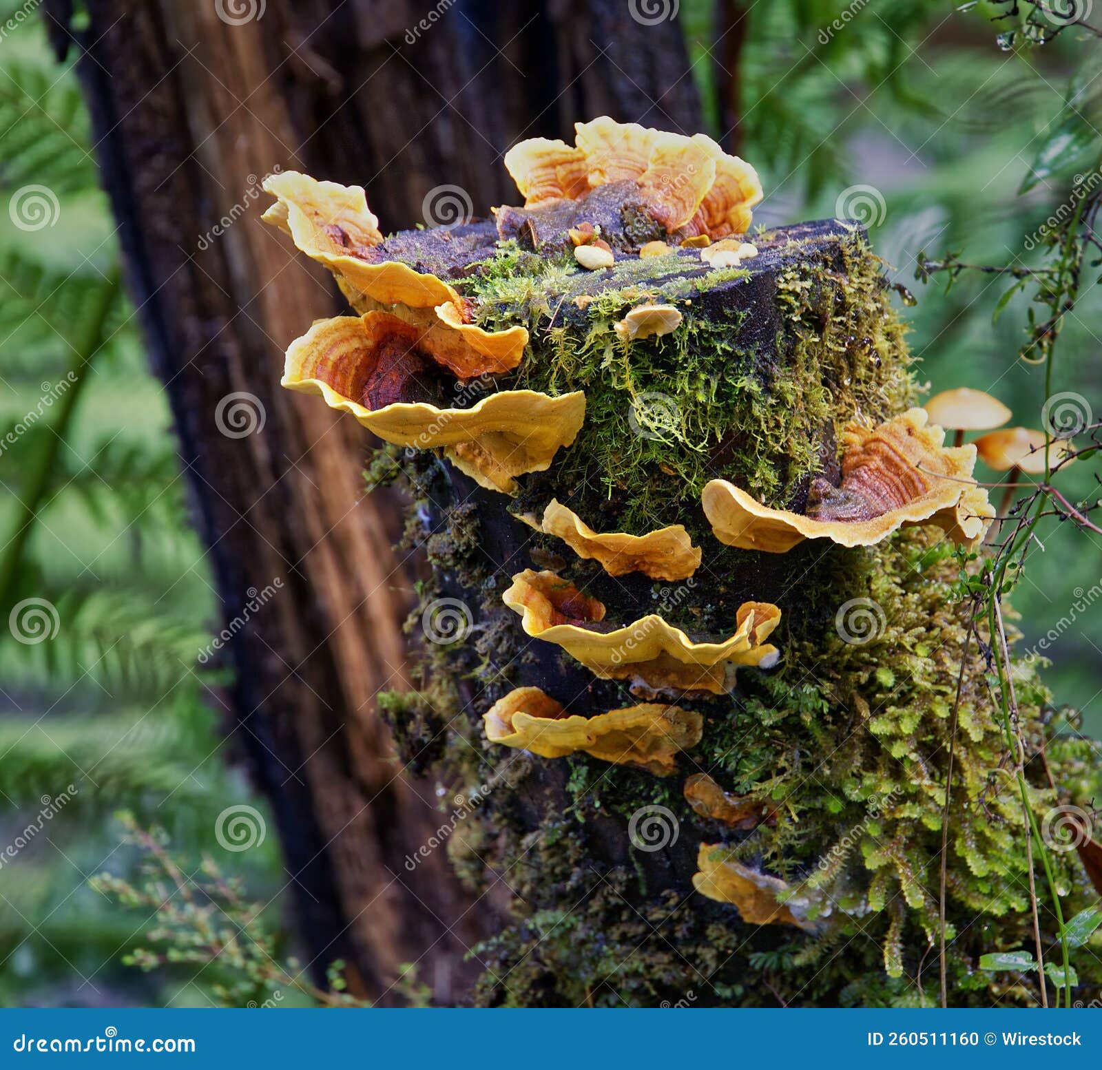 Stereum Hirsutum Mushroom Growing on the Tree in the Rainforest Stock Photo Image of turkey