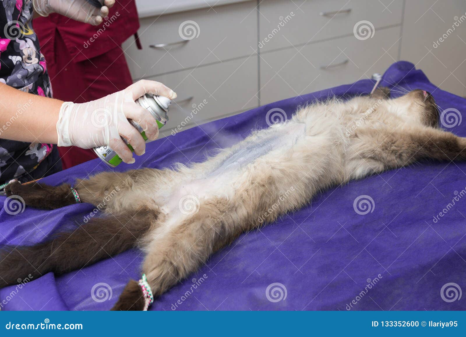 Sterilization of a Cat in a Veterinary Clinic Stock Photo Image of