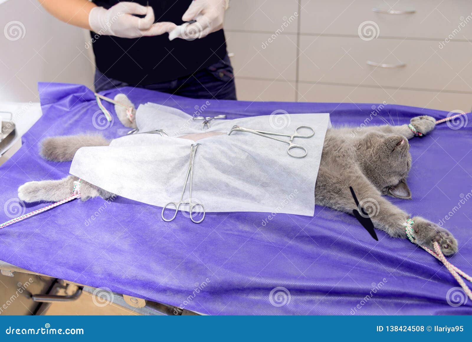 Sterilization of a Cat in a Veterinary Clinic Stock Photo Image of