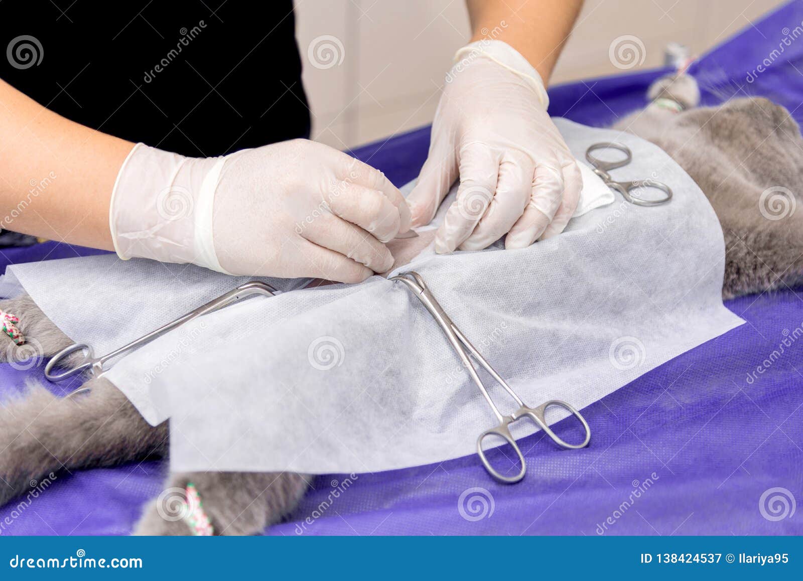 Sterilization of a Cat in a Veterinary Clinic Stock Image Image of
