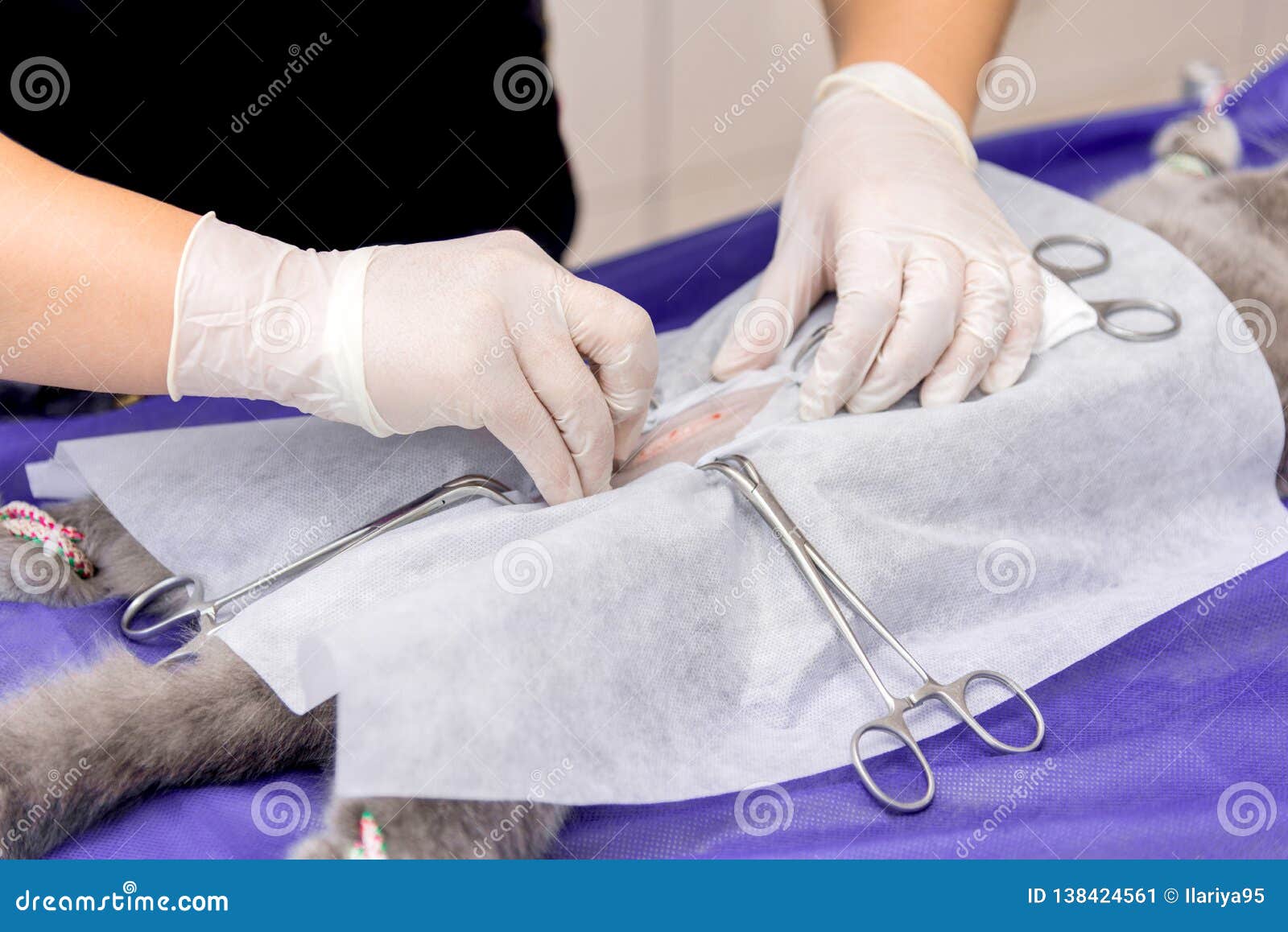 Sterilization of a Cat in a Veterinary Clinic Stock Image Image of
