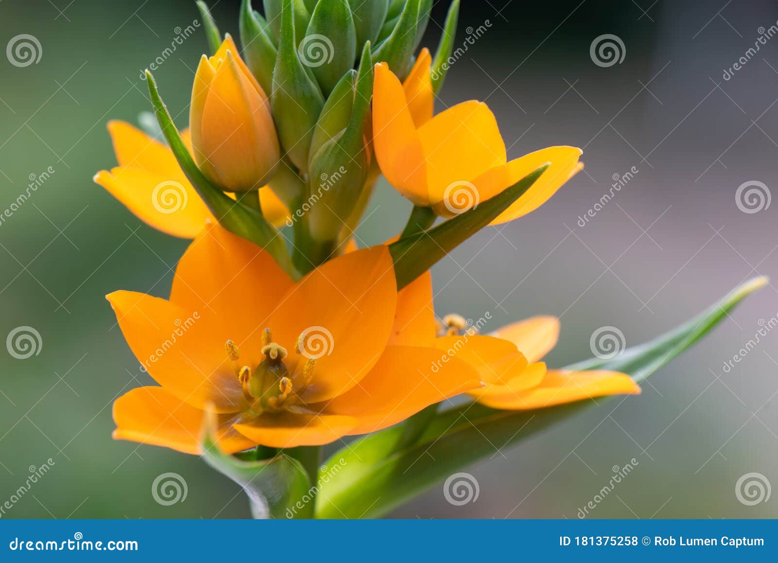 Stern Von Bethlehem Ornithogalum Dubium Stockfoto Bild Von Orange Schon 181375258