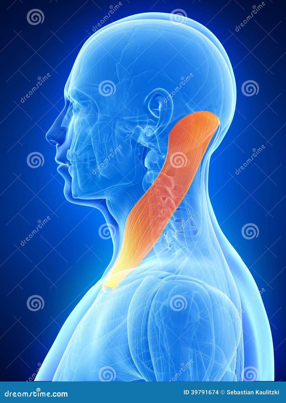 The sternocleidomastoid stock illustration. Illustration of health