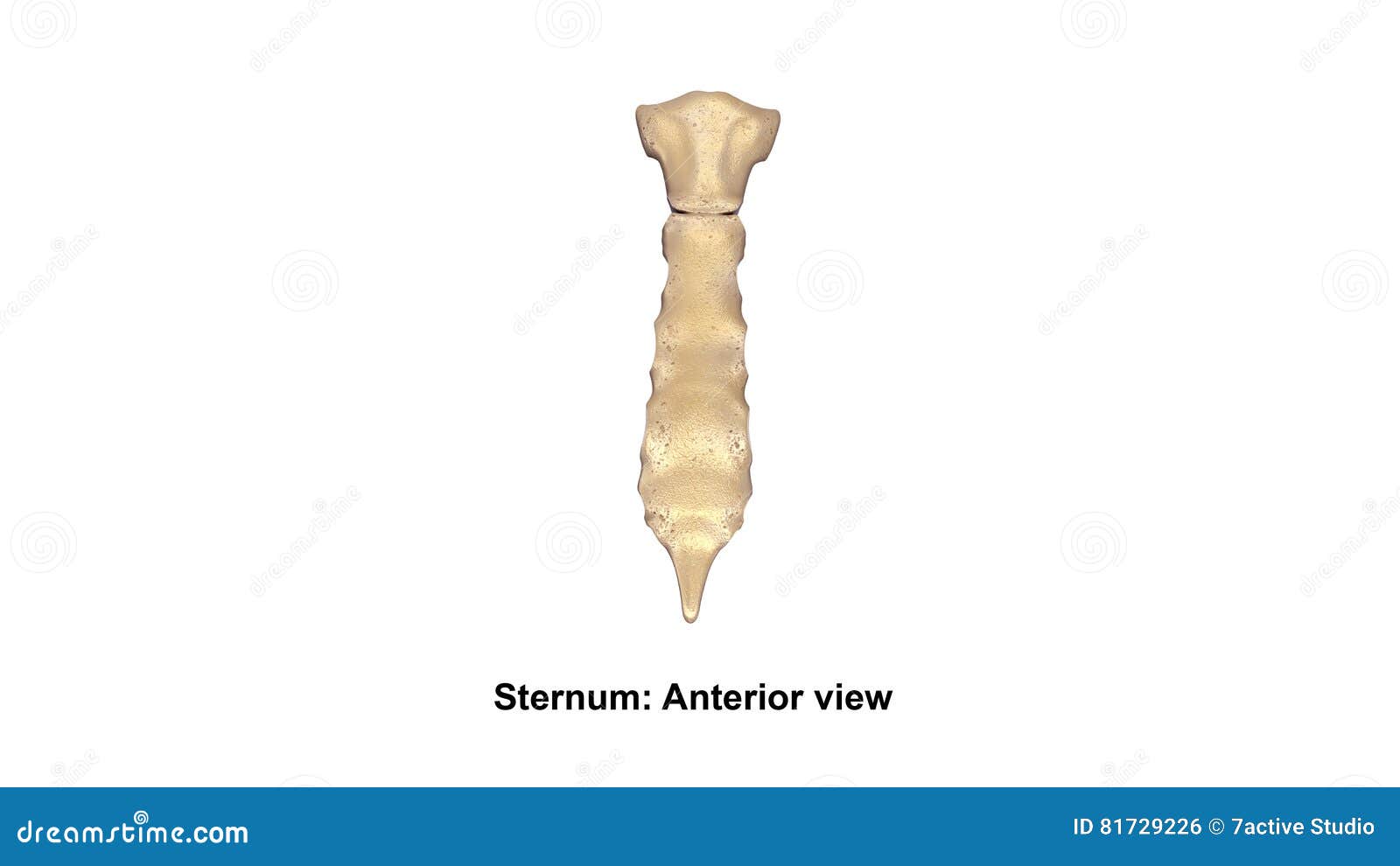 Sternum Anterior view stock illustration. Illustration of anterior