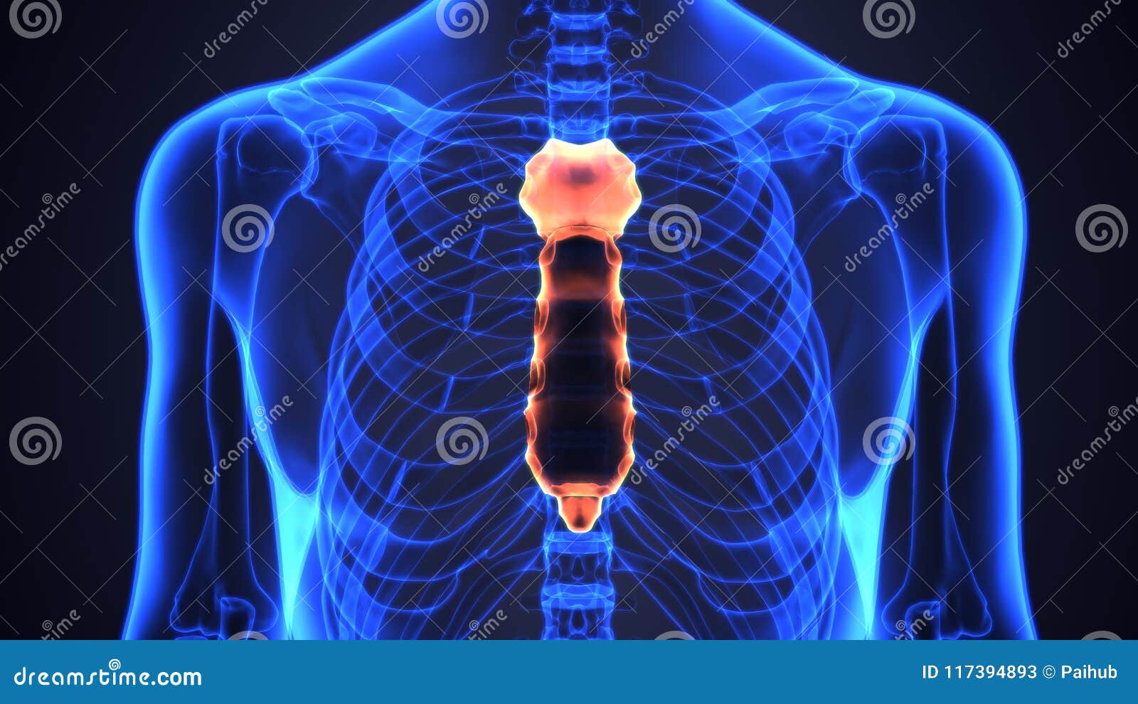 sternum flat bone sternum flat bone
