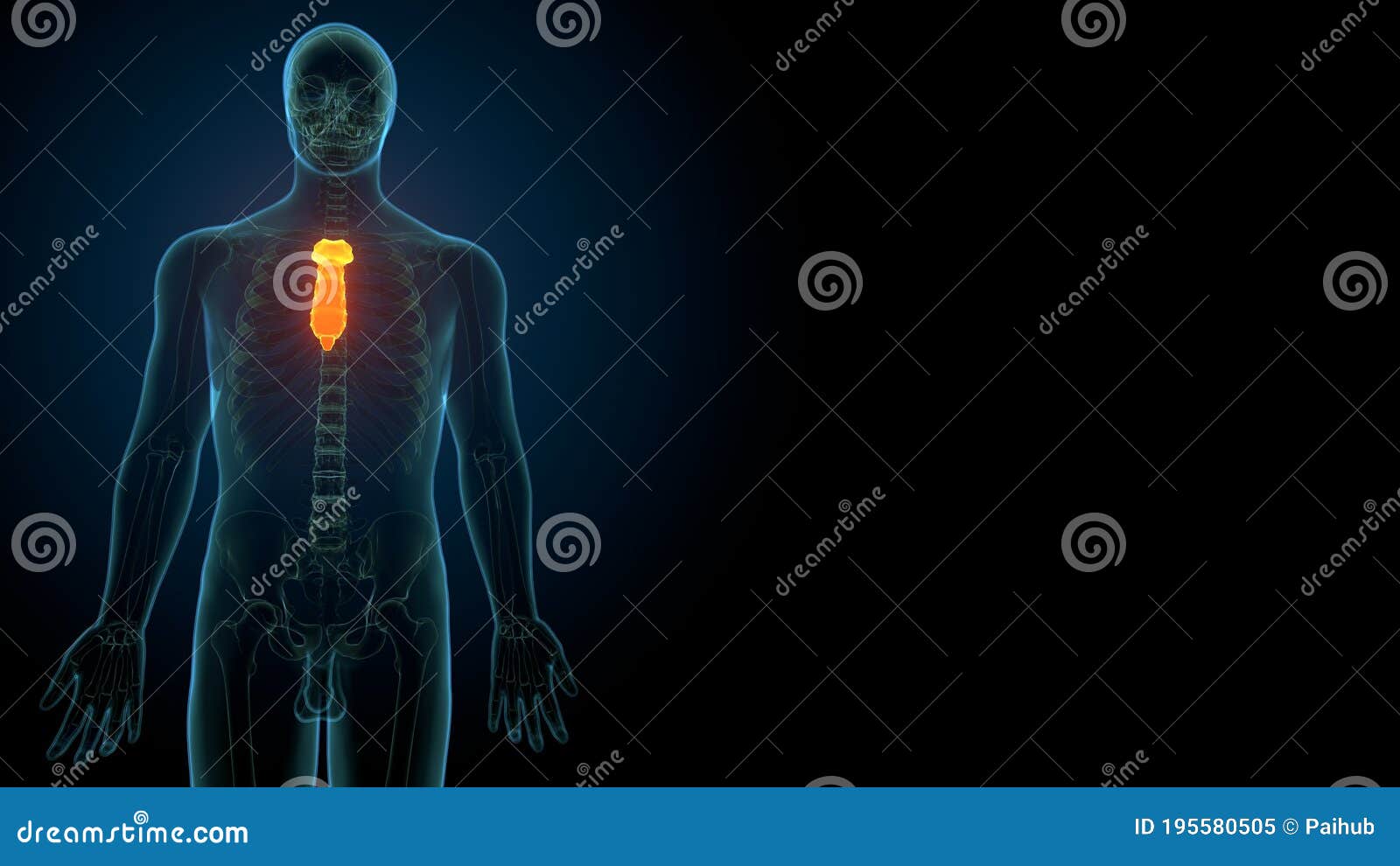 is the sternum a flat bone is the sternum a flat bone