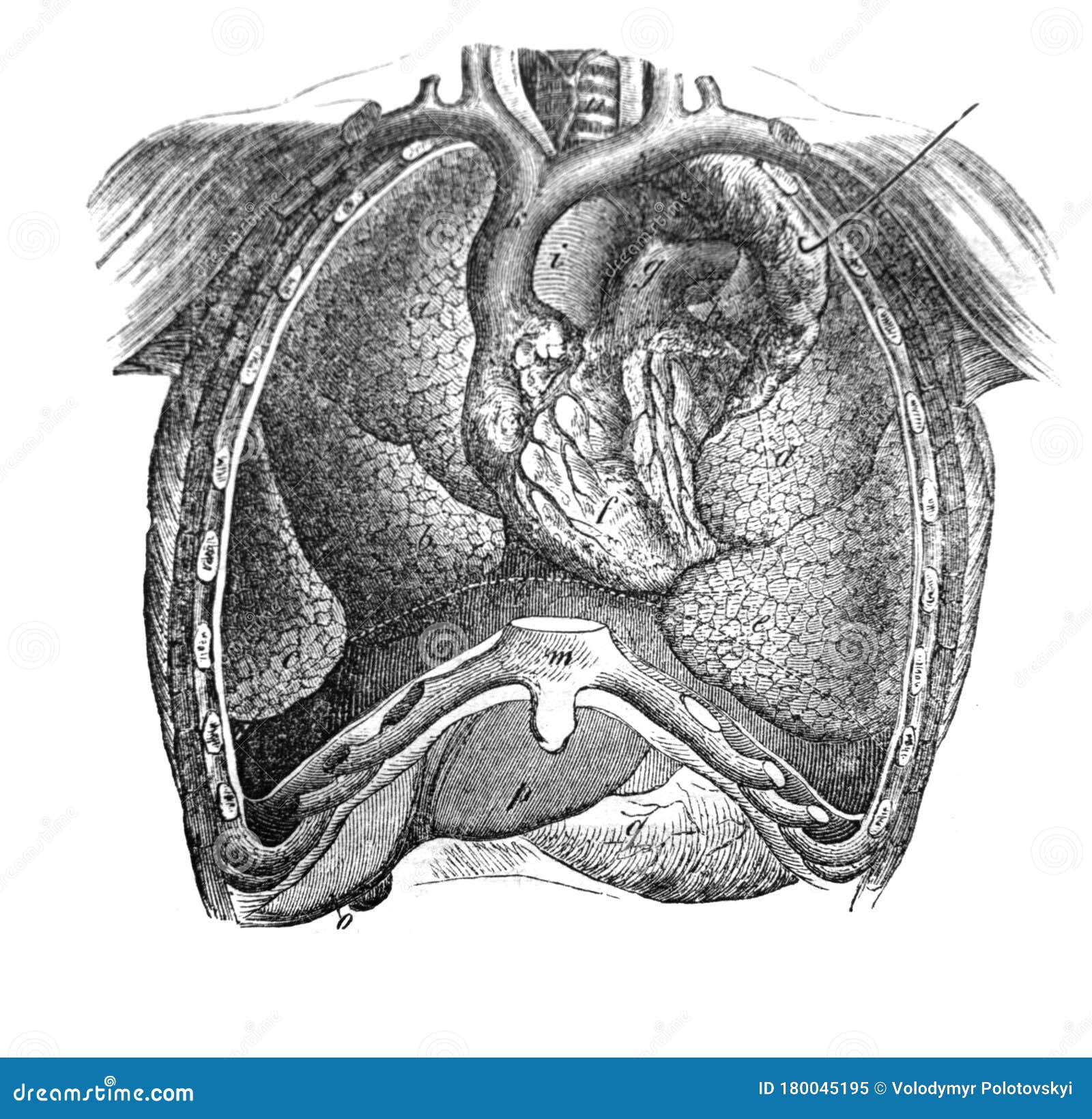 sternum sketch by AlastorAbatos on DeviantArt