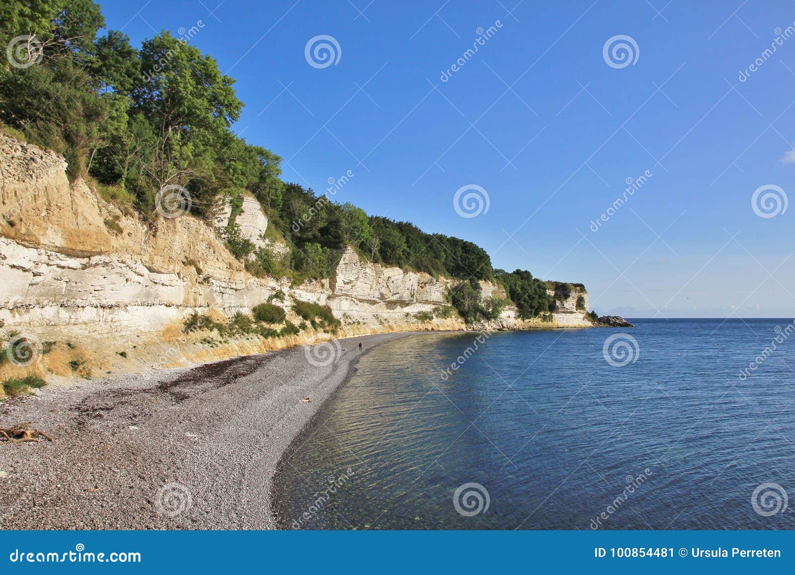 Stevens Klint, acantilado de tiza blanco situado en la costa este del De. Alto acantilado de tiza en el mar Báltico, Dinamarca