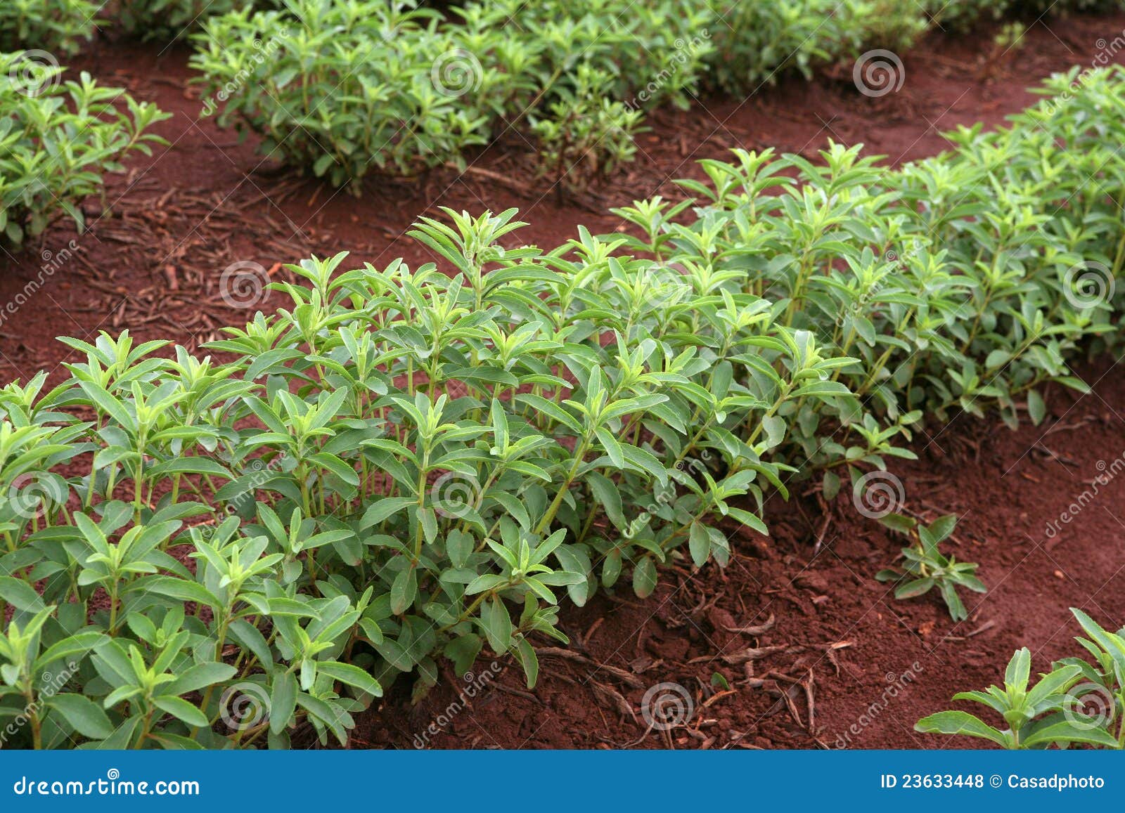 stevia