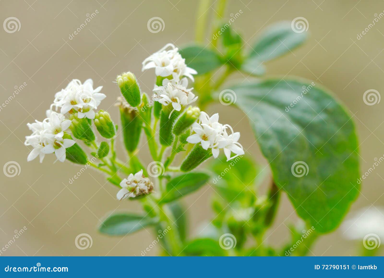 Stevia rebaudiana (Candyleaf, Stevia, Sugarleaf, Sweetleaf)