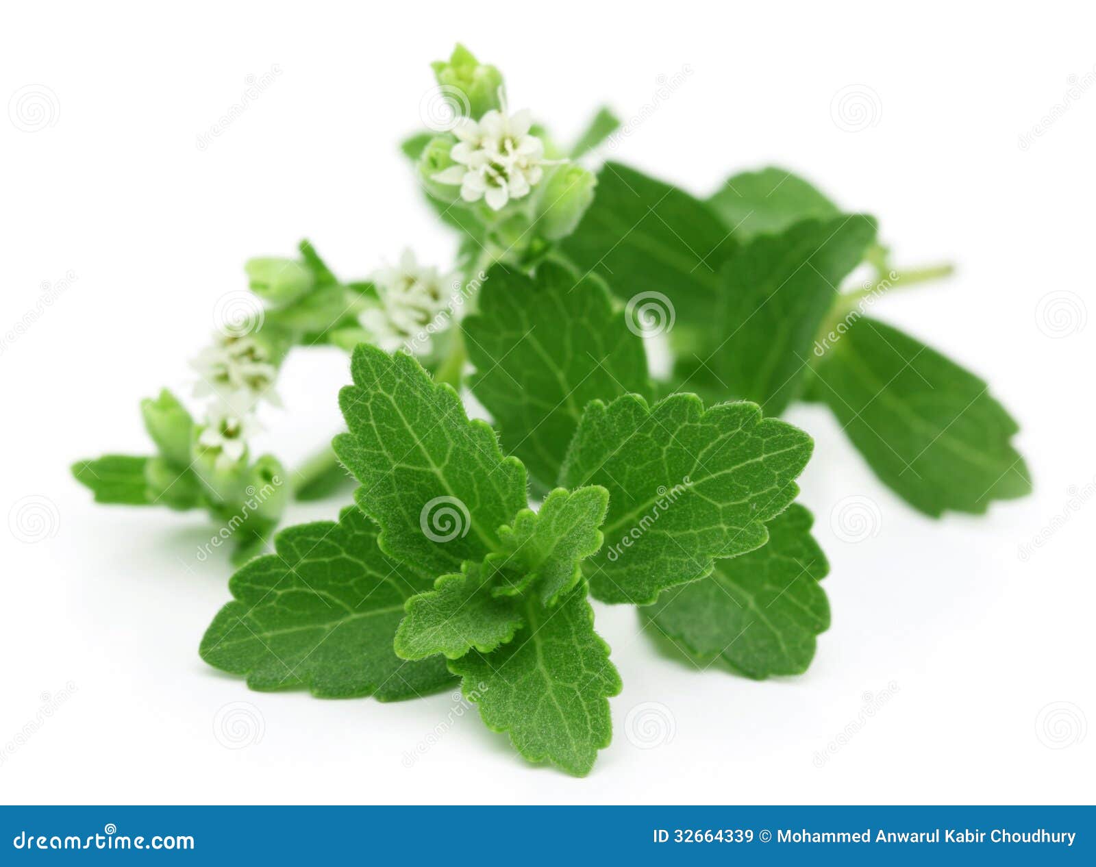 stevia with flower